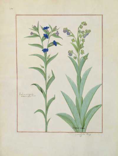 Pulmonaria and Lungwort, Illustration from The Book of Simple Medicines, by Mattheaus Platearius (d.c.1161) c.1470 by Robinet Testard